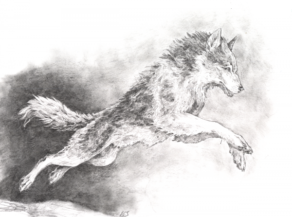 Leaping Wolf